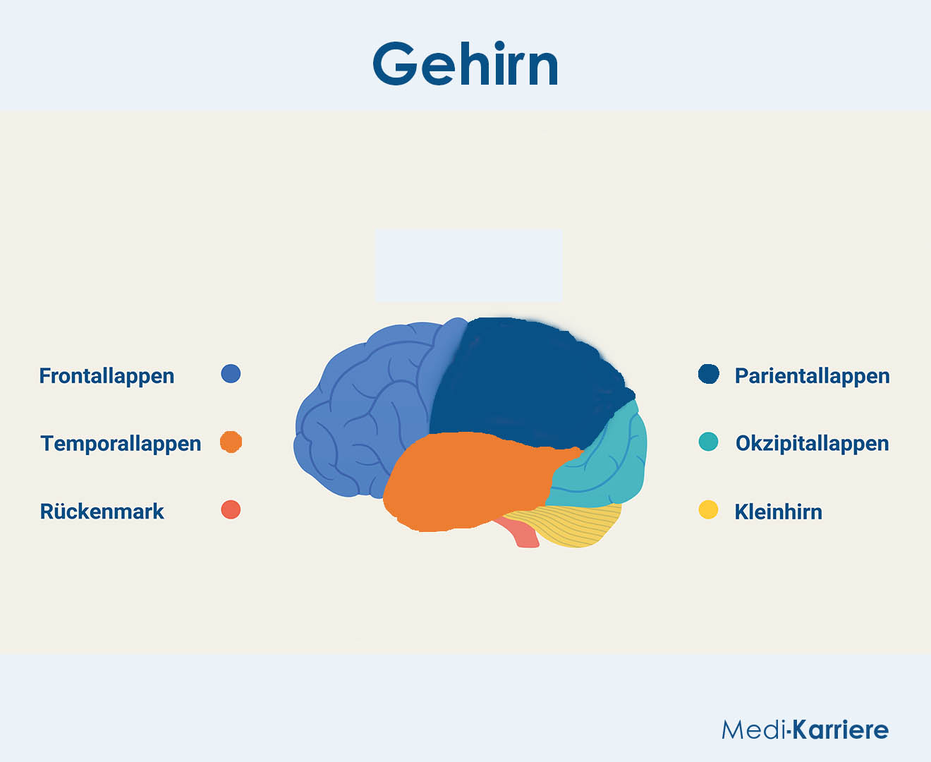 Gehirn Aufbau Anatomie Funktion