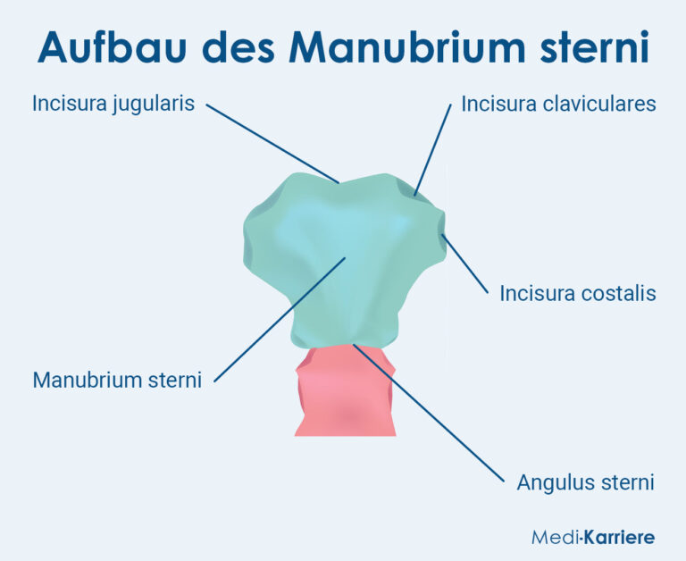 Manubrium Sterni Anatomie Und Funktion Medi Karriere