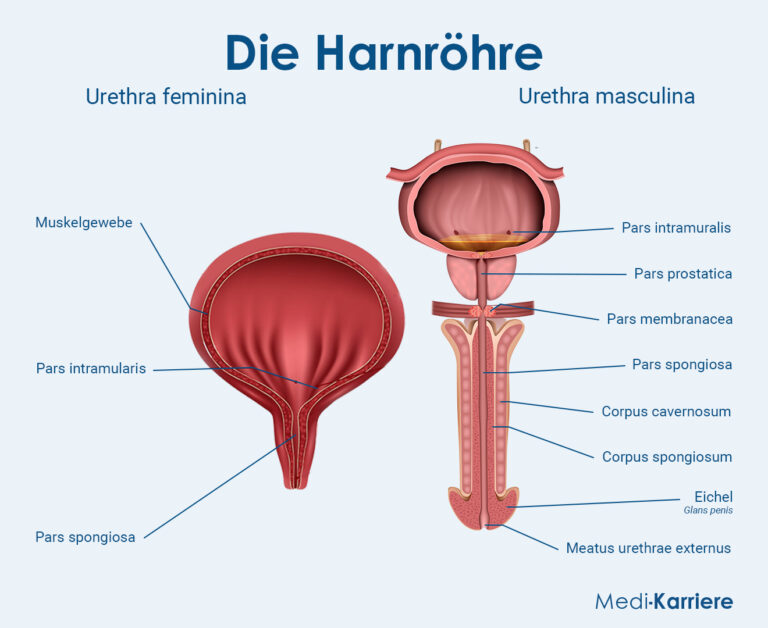 Harnr Hre Aufbau Und Funktion Medi Karriere