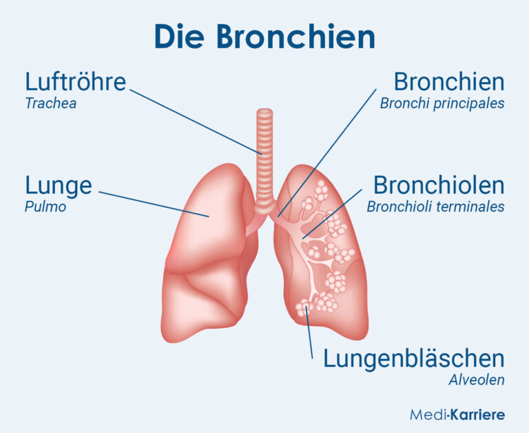 Bronchien Aufbau Und Funktion Medi Karriere