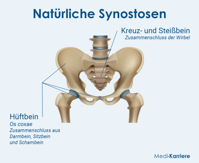 Synostose Anatomie Und Funktion Medi Karriere