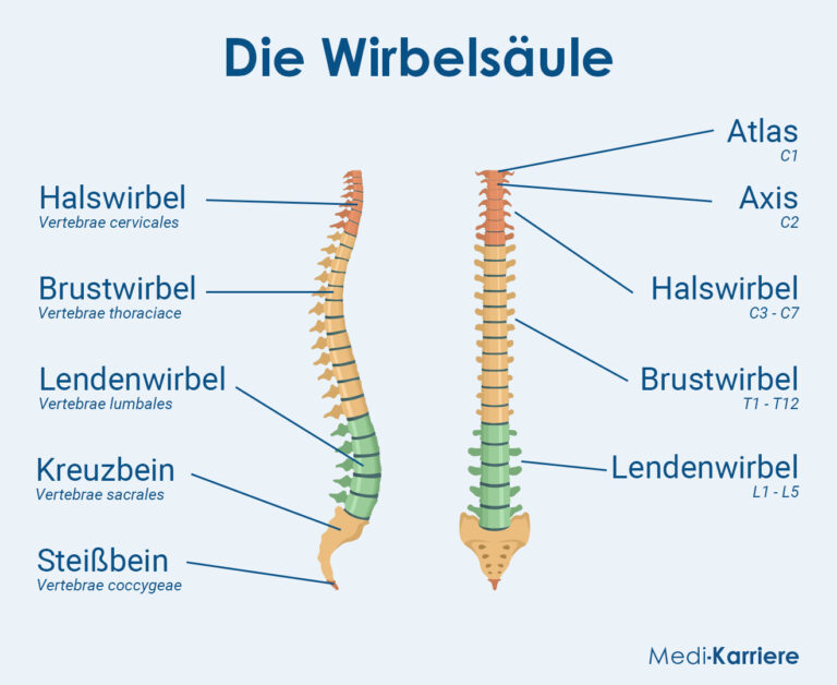 Wirbels Ule Aufbauen Bungen Zum R Ckentraining