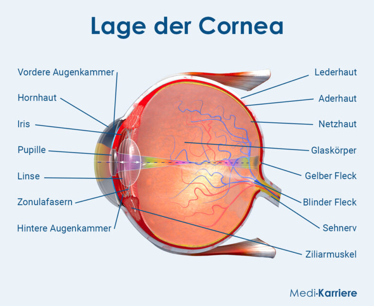 Cornea Hornhaut Funktion Und Aufbau Medi Karriere