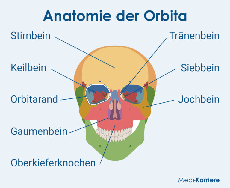 Orbita Anatomie Und Klinik Medi Karriere