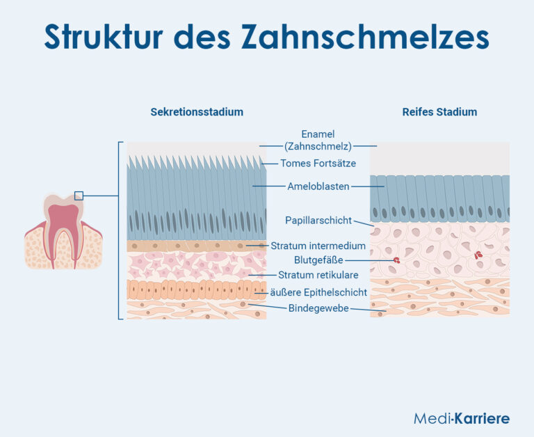 Zahnschmelz Aufbau Und Pathologien