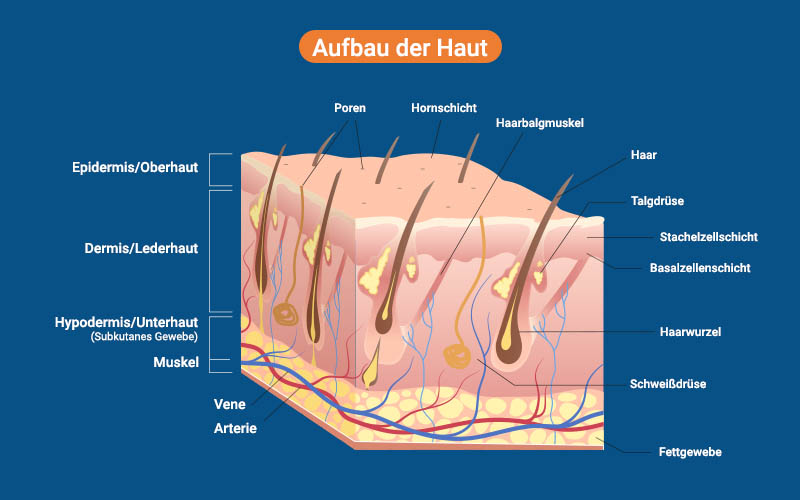 Aufbau Der Haut Bilder