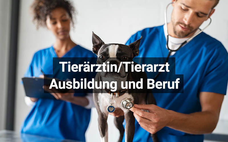 Tierarzt/-ärztin Werden: Ausbildung Und Beruf | Medi-Karriere