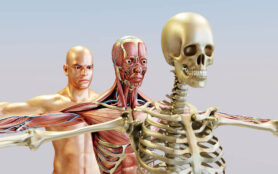 3d,Illustration,Of,Human,Anatomy,,Muscles,,Organs,,Bones.,Creative,Color