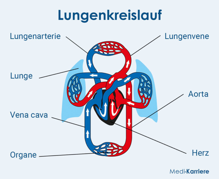 Blutkreislauf: Aufbau Und Funktion | Medi-Karriere