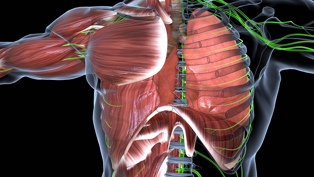 Atemhilfsmuskulatur Anatomie Und Funktion Medi Karriere