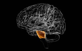 Brain,Pons,Anatomy,For,Medical,Concept,3d,Illustration