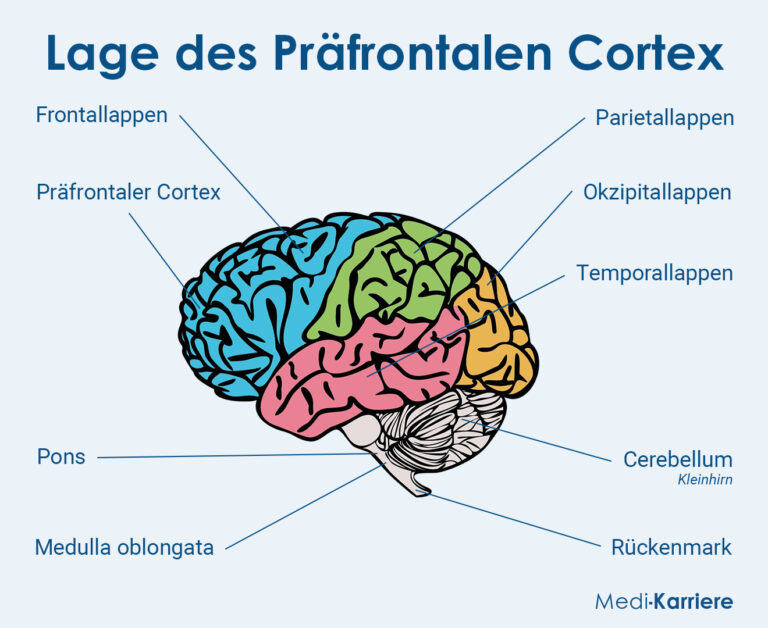 Präfrontaler Cortex: Anatomie Und Klinik | Medi-Karriere