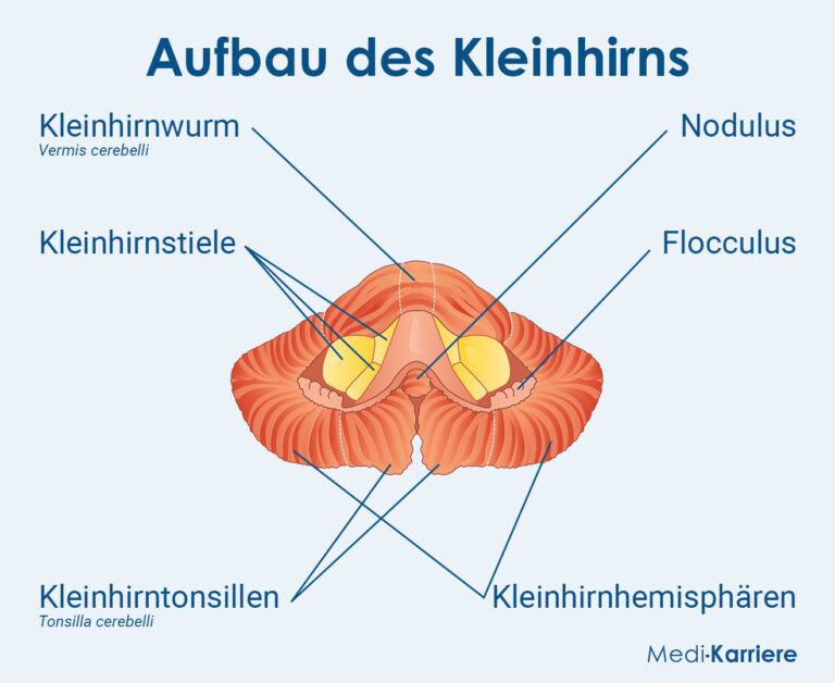 Kleinhirn. Definition, Funktion Und Krankheiten | Medi-Karriere