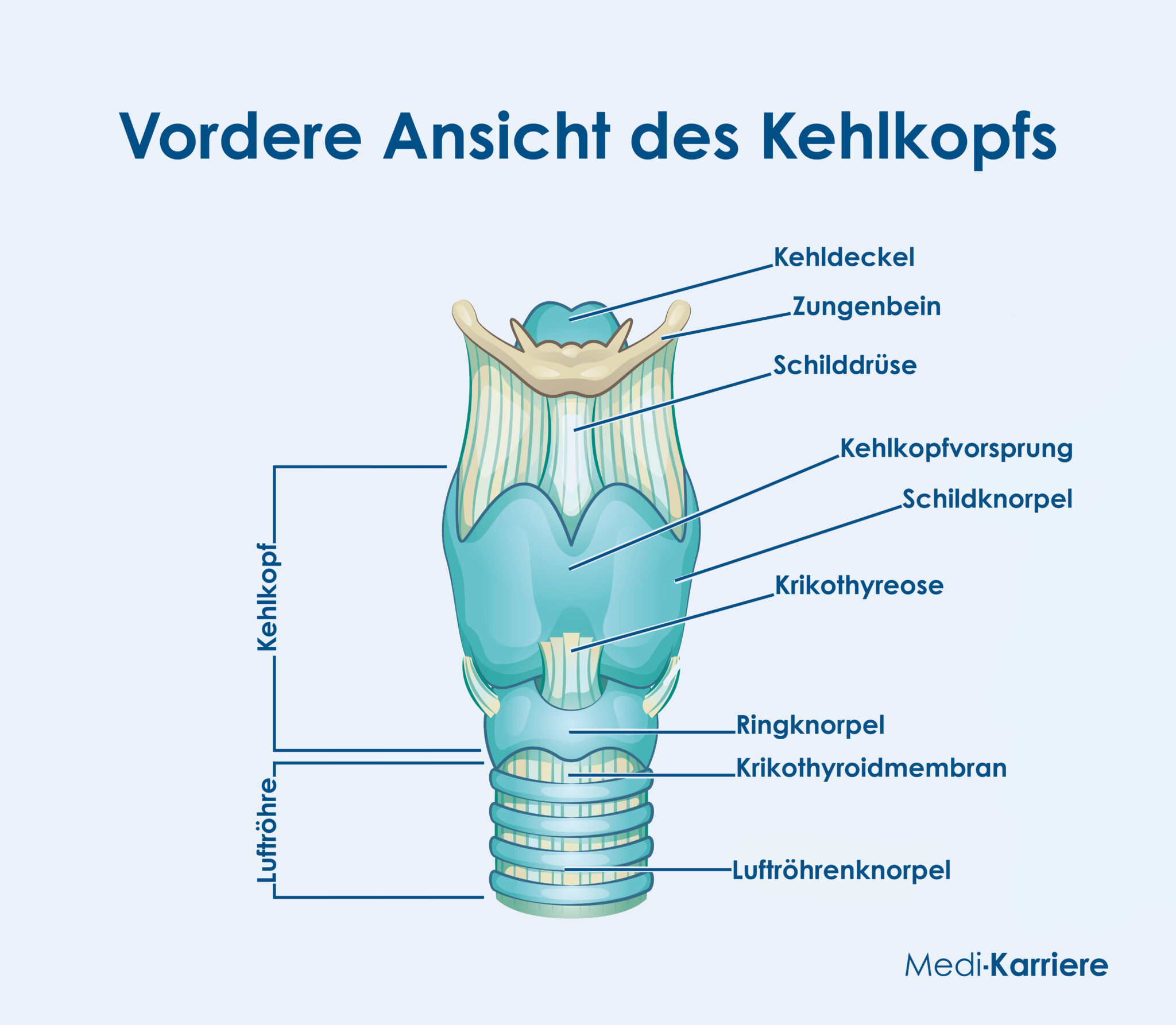 Kehlkopf Larynx Aufbau Und Funktion Medi Karriere