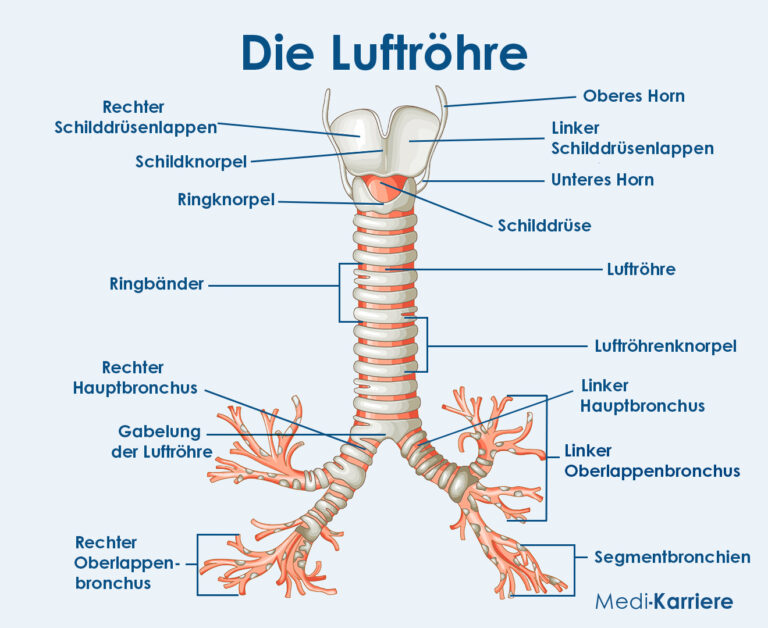 Luftr Hre Trachea Aufbau Und Funktion Medi Karriere