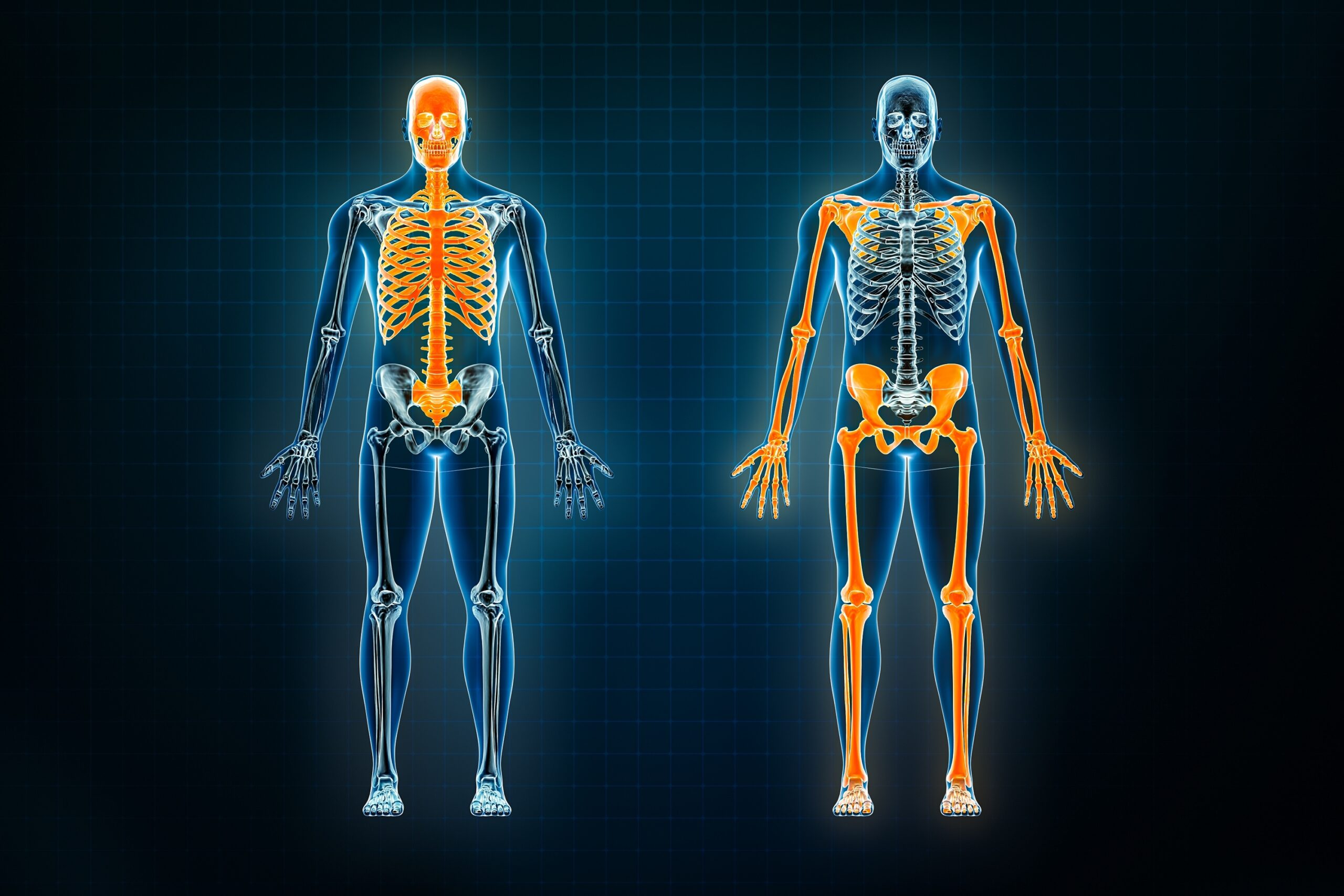 Knochenstruktur - was geschieht im Inneren der Knochen?