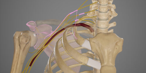 Plexus Brachialis Anatomie Verlauf Und Funktion Medi Karriere