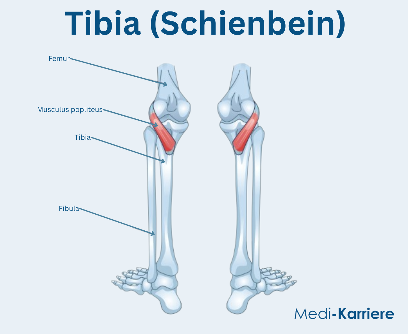 Tibia (Schienbein)