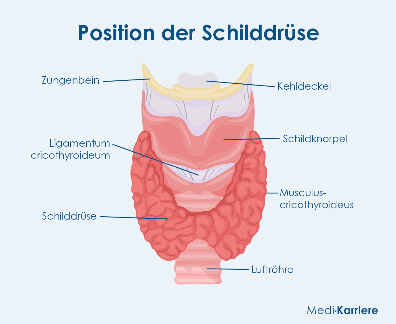 Schilddrüse: Aufbau, Funktion und Erkrankungen | Medi-Karriere