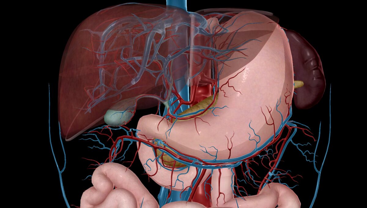 The,Blood,Supply,To,The,Intestines,Involves,Three,Major,Eries