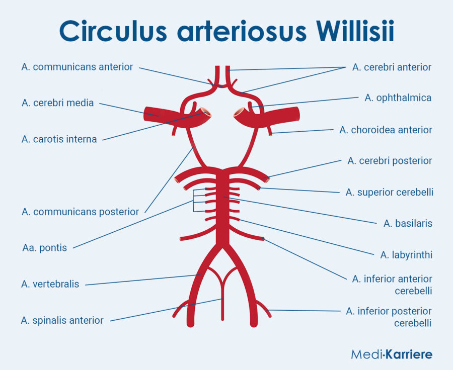 Grafik Circulus Arteriosus Willisii