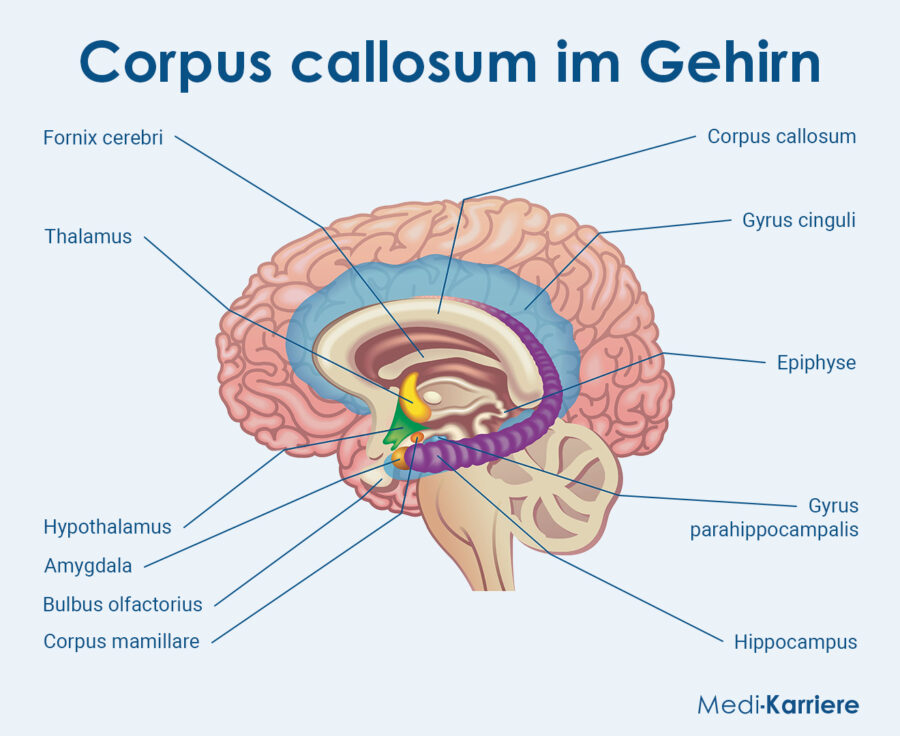 Grafik Corpus Callosum