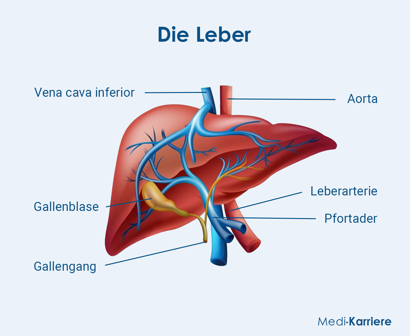 Pfortader Grafik Neu