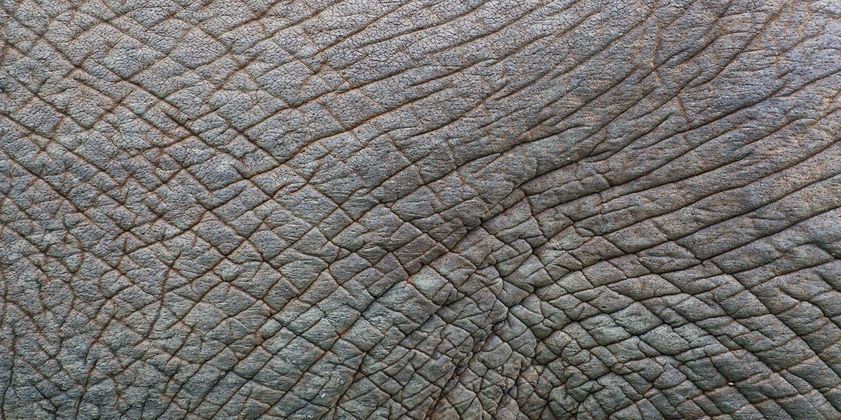 Detail,Of,The,Skin,Of,An,African,Elephant
