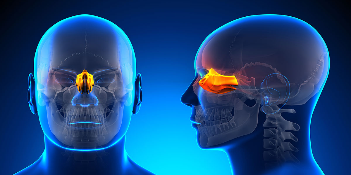 Male,Ethmoid,Skull,Anatomy, ,Blue,Concept