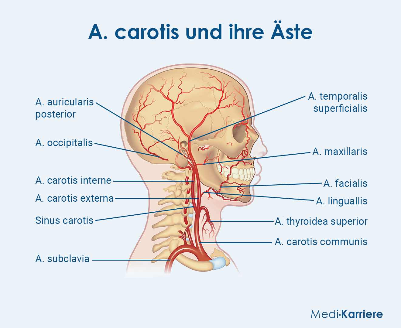 A. Carotis.Grafik