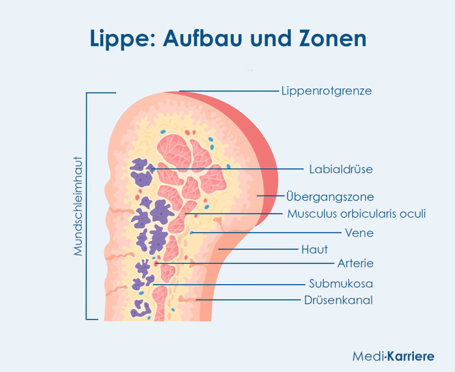 Grafik Lippen