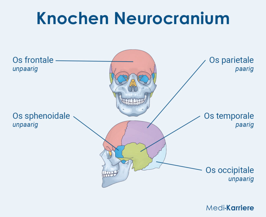 Grafik Neurocranium