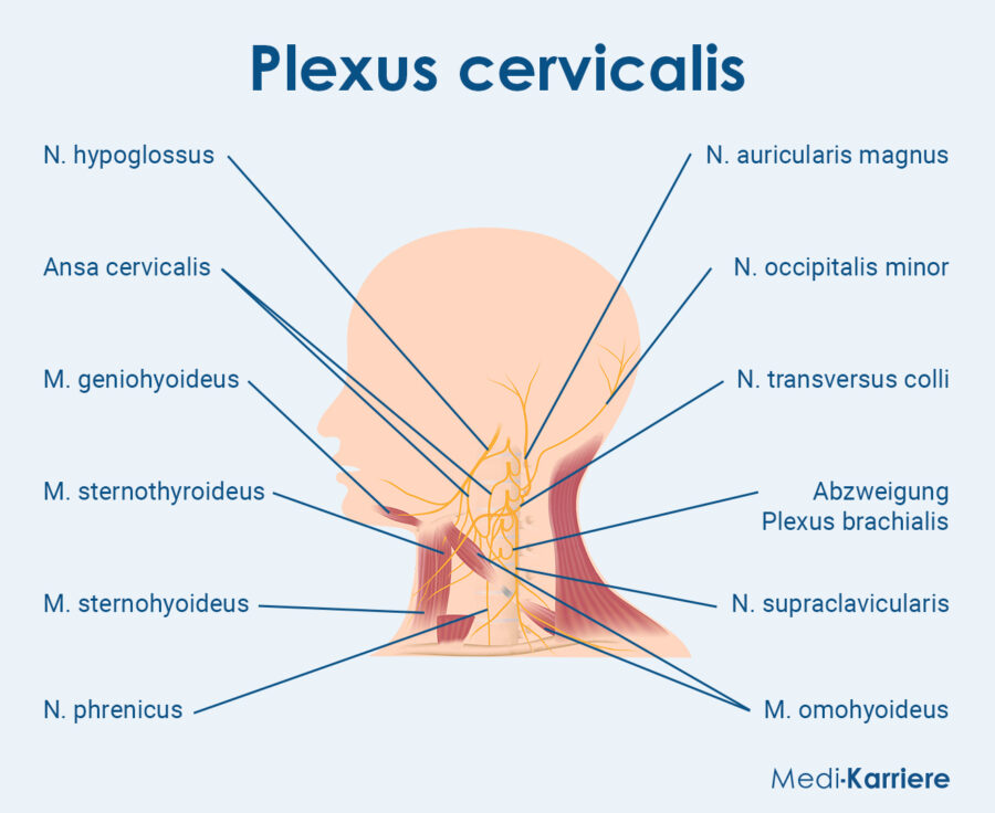 Grafik Plexus Cervicalis