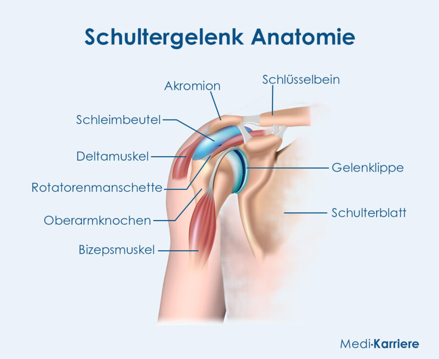 Grafik Schultergelenk