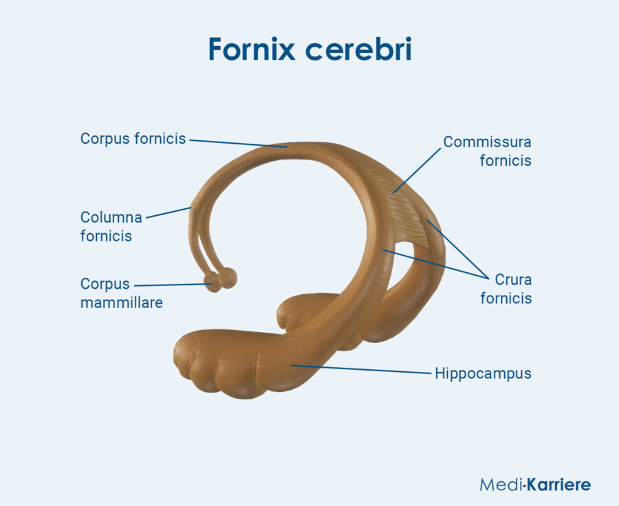 Grafix Fornix Cerebri