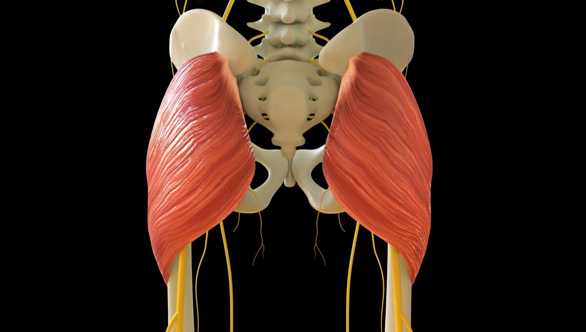 Gluteus,Maximus,Muscle,Anatomy,For,Medical,Concept,3d,Illustration