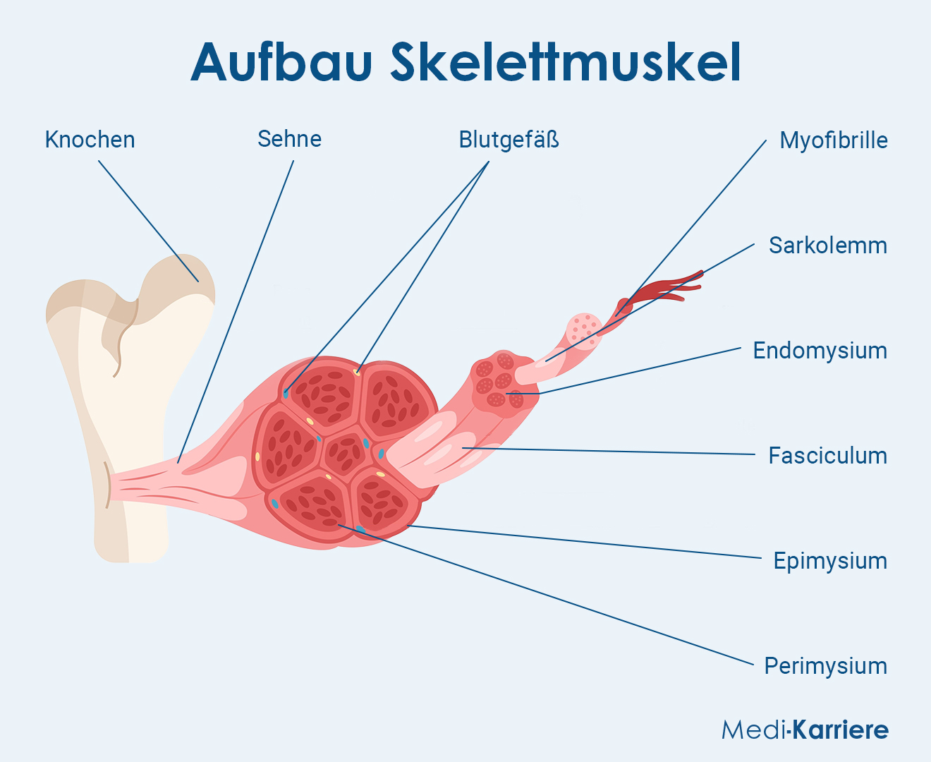 Aufbau Skelettmuskel Grafik