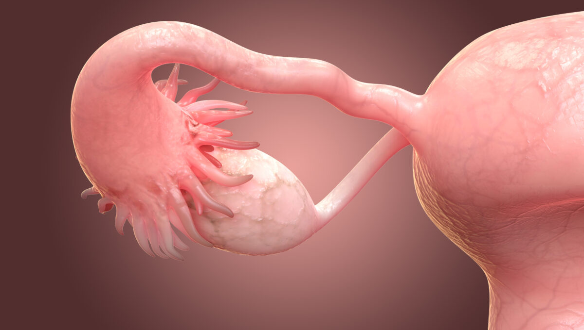 Female,Reproductive,System,Anatomy.,3d