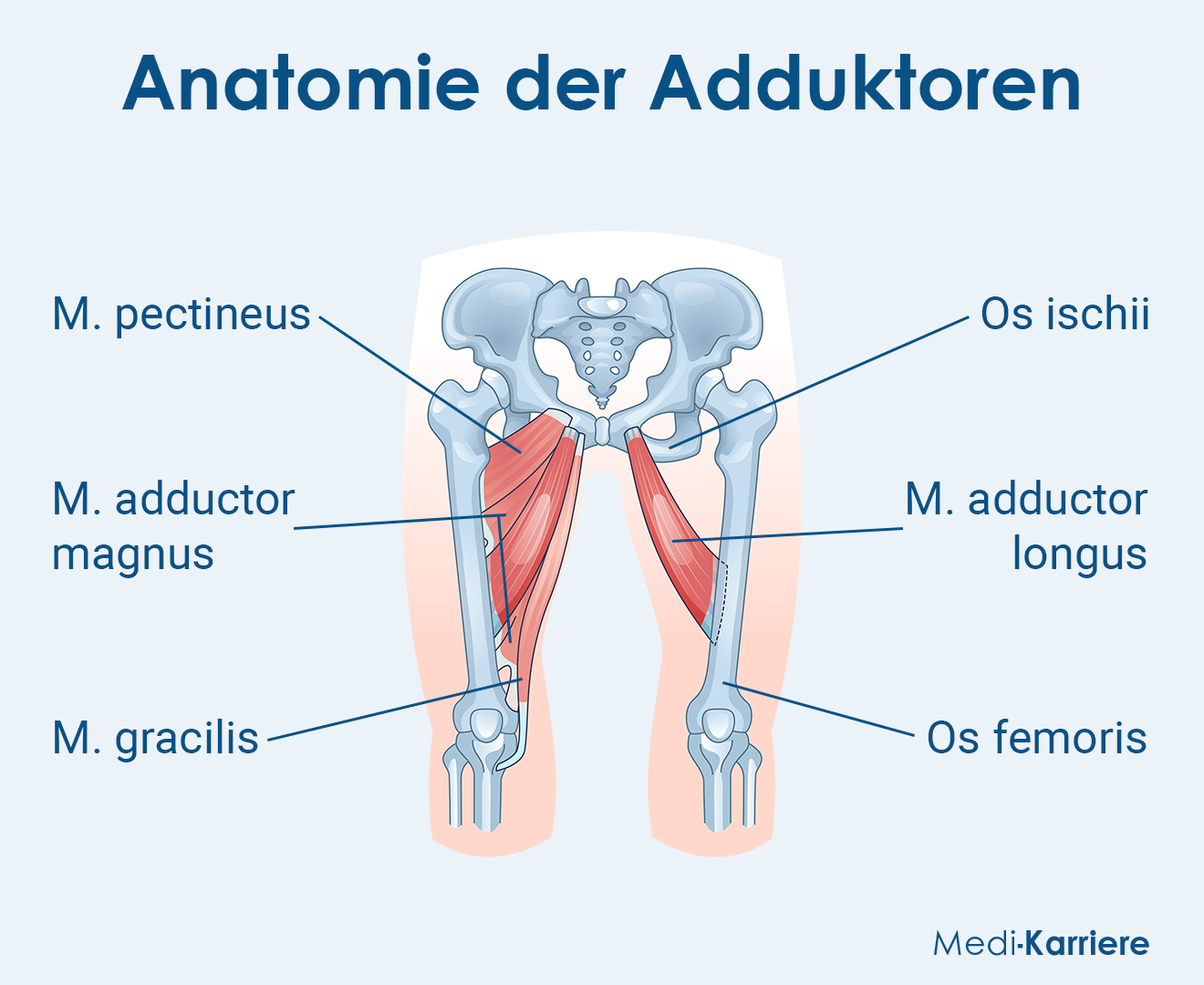 Adduktoren Grafik