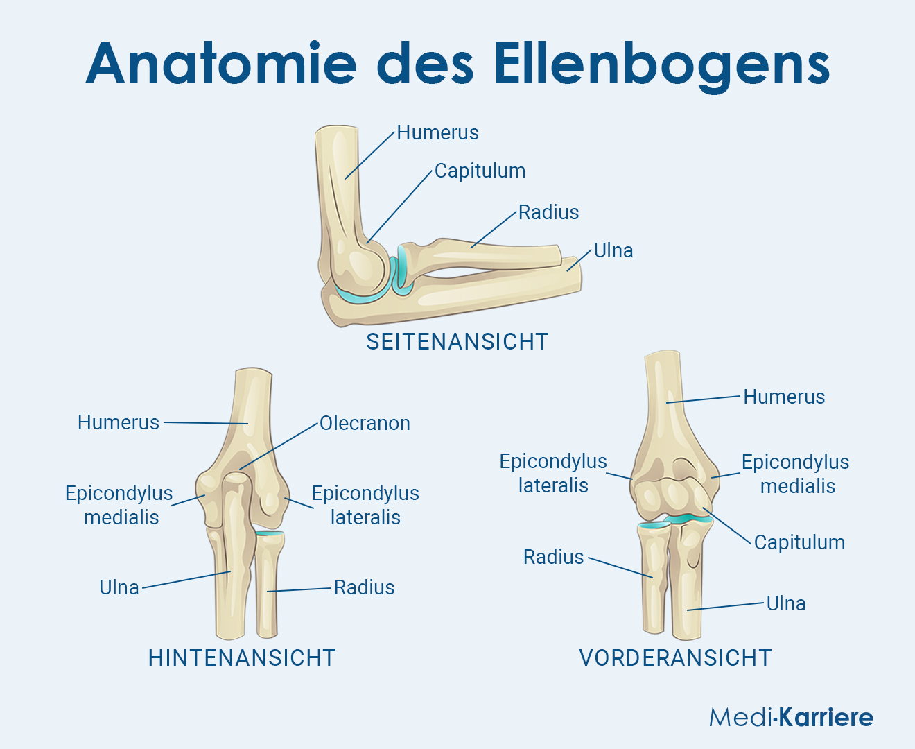 Anatomie Des Ellenbogens