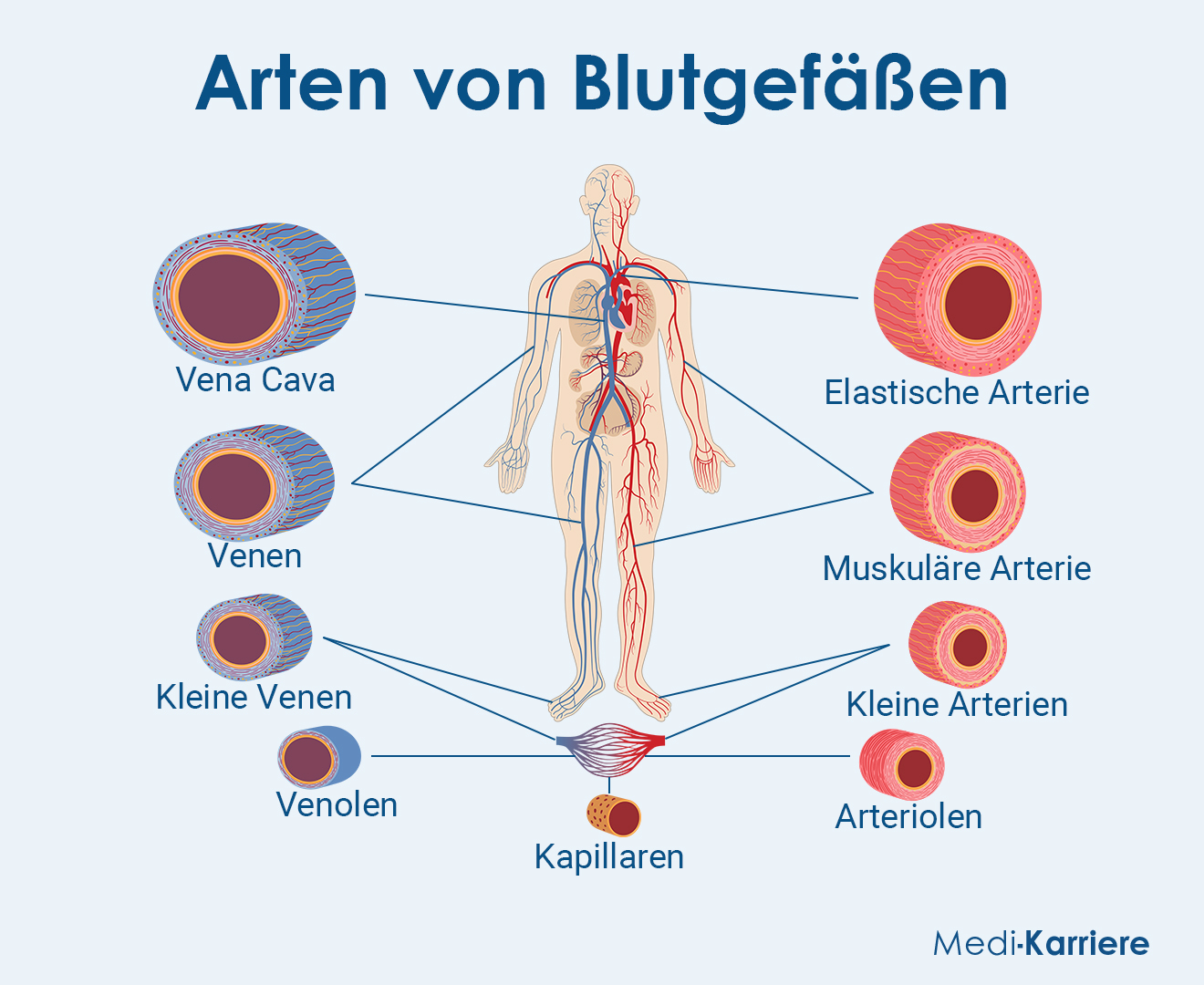 Blugefäß 2 Grafik