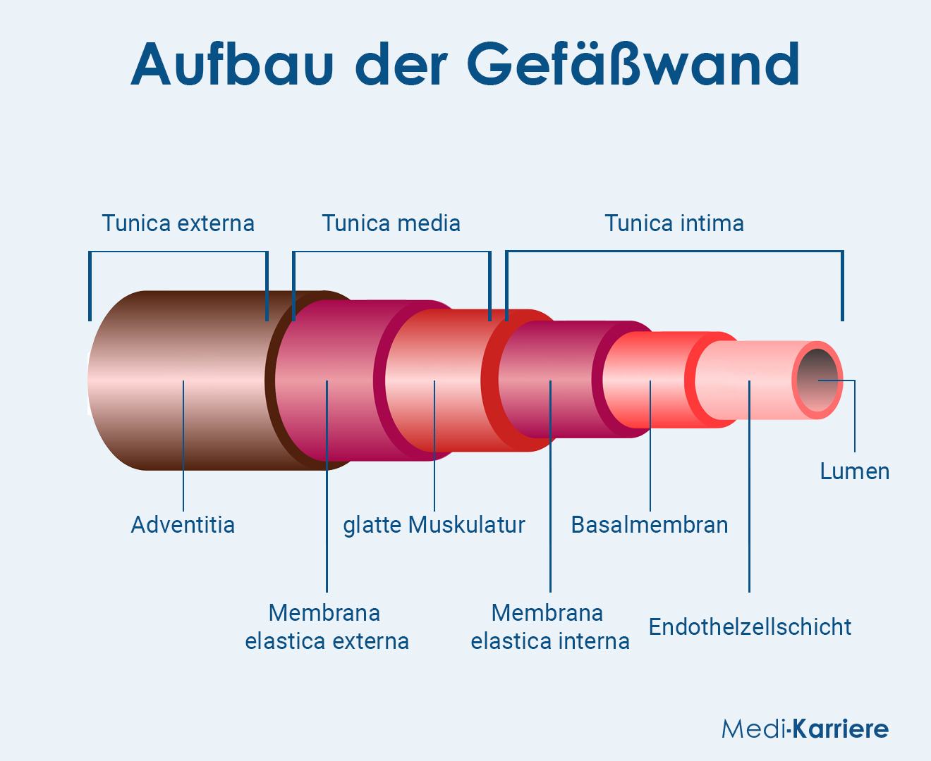 Blutgefäß Grafik