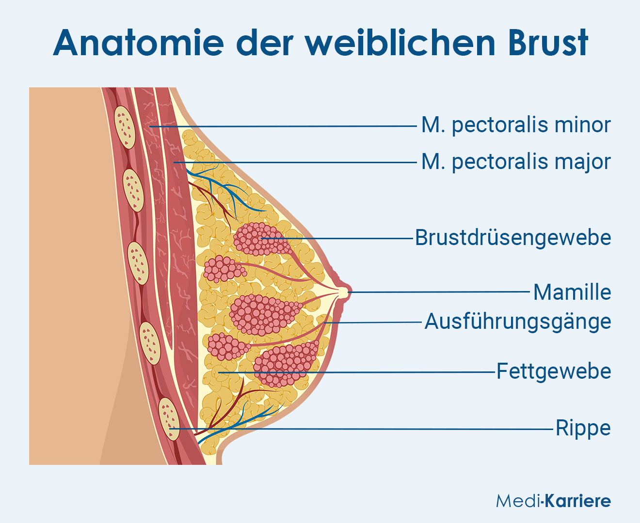 Brust Grafik