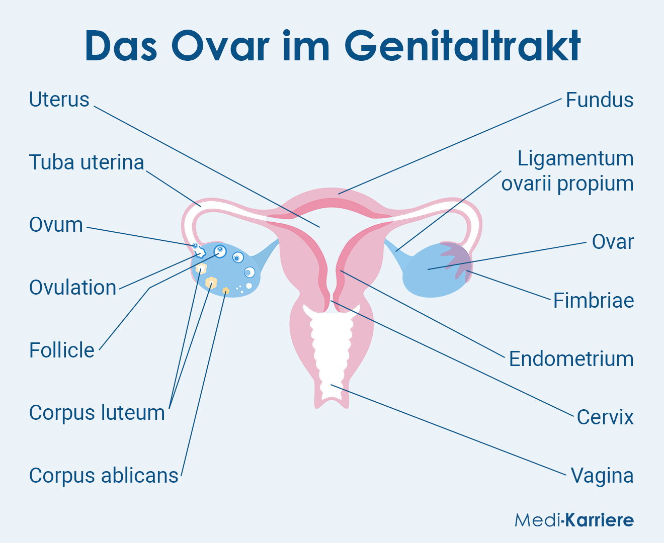 Das Ovar Im Genitaltrakt