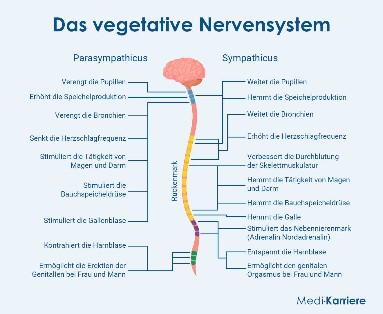 Das Vegetative Nervensystem