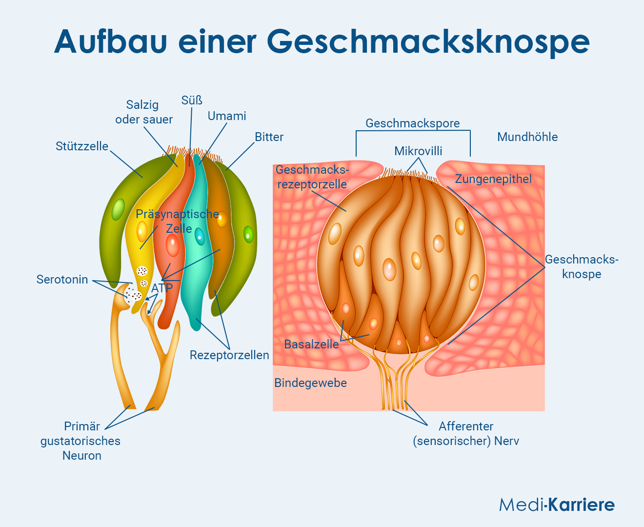 Geschmacksknospe