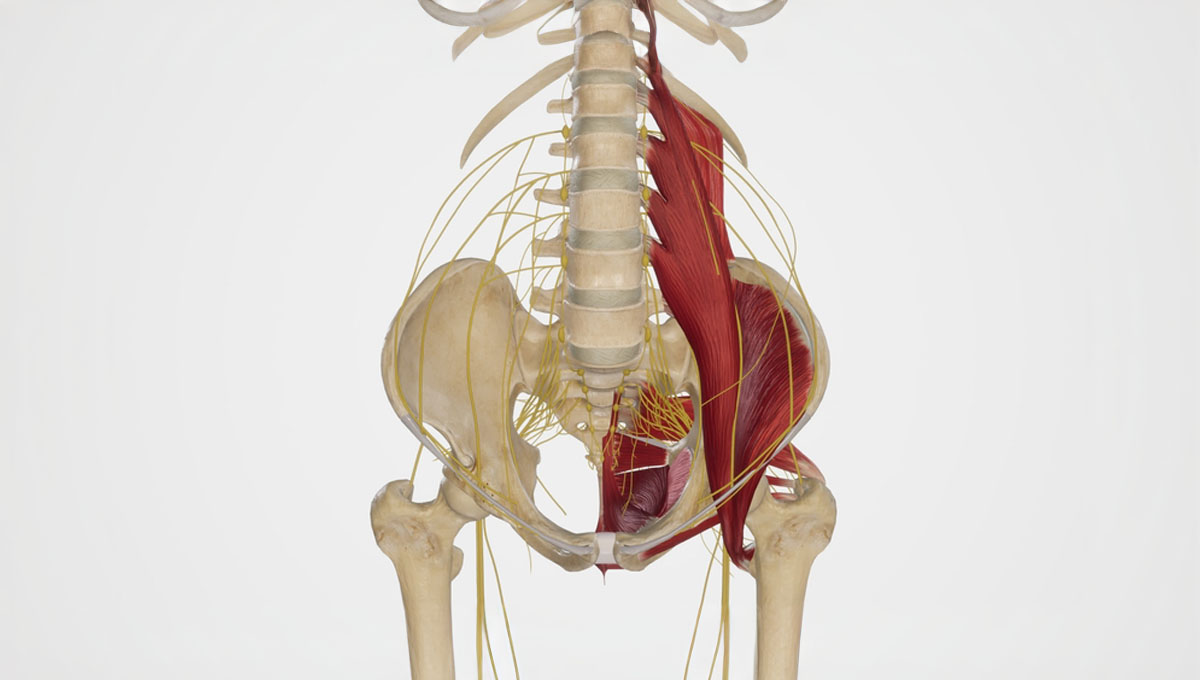 Lumbosacral,And,Coccygeal,Plexuses.3d,Rendering