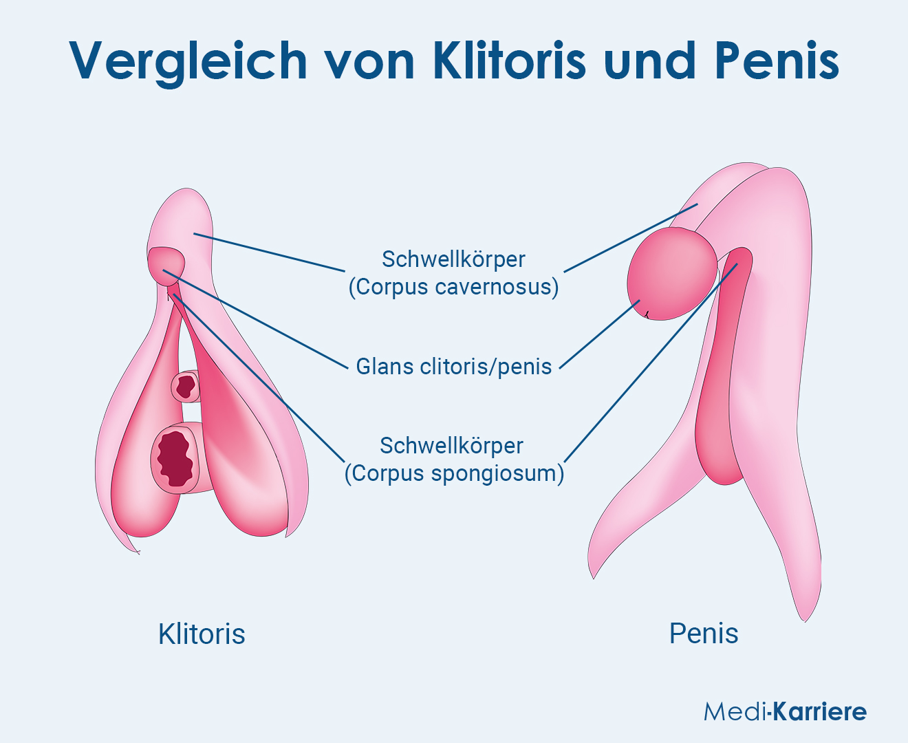 Vergleich Von Klitoris Und Penis