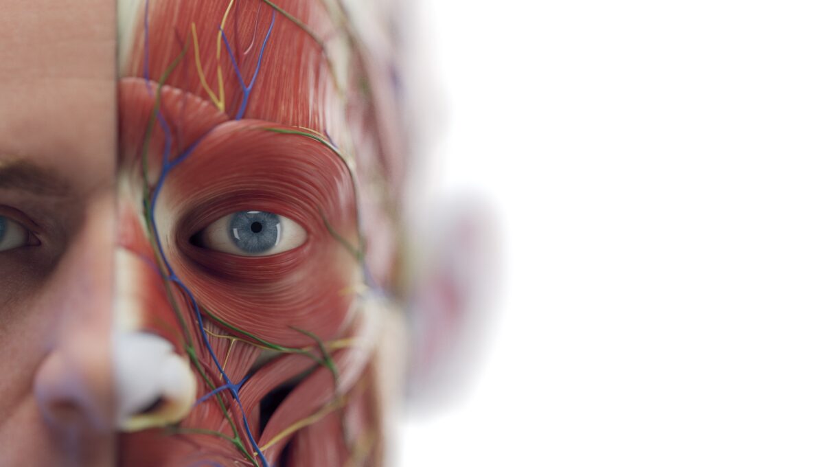 3d,Rendered,Medical,Illustration,Of,Male,Anatomy, ,Facial,Muscles.