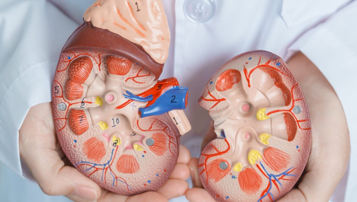 Doctor,Holding,Anatomical,Kidney,Adrenal,Gland,Model.,Disease,Of,Urinary